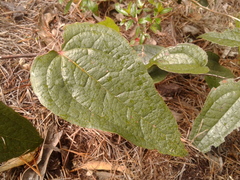 Smilax tomentosa