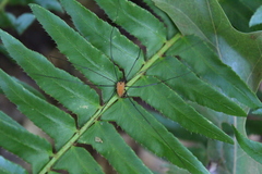 Leiobunum nigropalpi