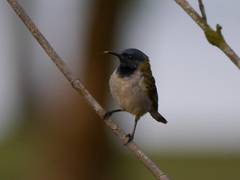 Anabathmis reichenbachii