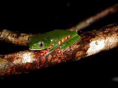 Callimedusa tomopterna