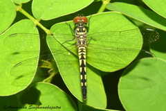 Brachydiplax sobrina