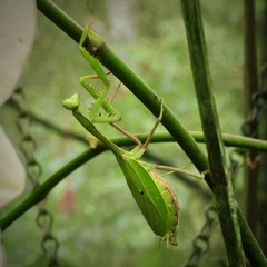 Stagmomantis theophila