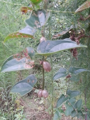 Dioscorea polystachya