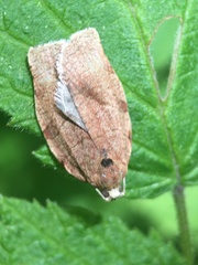 Choristoneura fractivittana