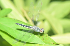 Brachydiplax sobrina