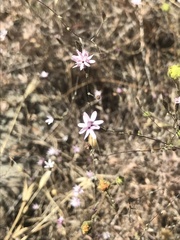 Lessingia micradenia micradenia