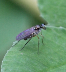 Rhaphium