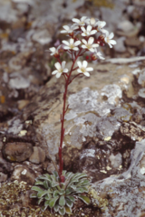Saxifraga cochlearis