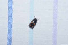 Glischrochilus obtusus