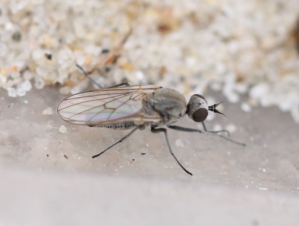 Schistostoma truncatum