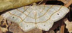Trigrammia quadrinotaria