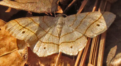 Trigrammia quadrinotaria