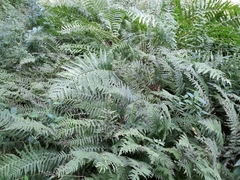 Deparia acrostichoides