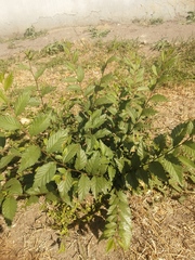 Ulmus pumila