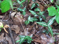 Chimaphila maculata