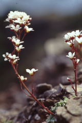 Saxifraga cochlearis