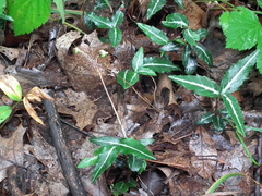 Chimaphila maculata