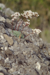 Saxifraga cochlearis