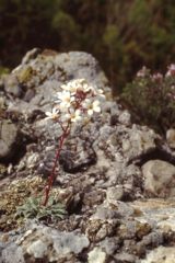 Saxifraga cochlearis