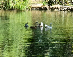 Anser cygnoides domesticus