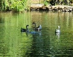 Anser cygnoides domesticus