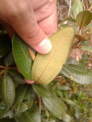 Miconia squamulosa
