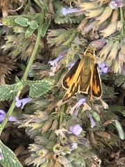 Hylephila phyleus