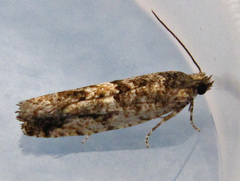 Chimoptesis gerulae