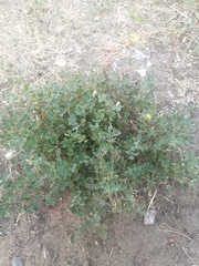 Medicago falcata