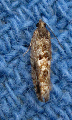 Chimoptesis gerulae