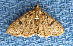Palpita arsaltealis