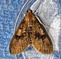 Palpita arsaltealis