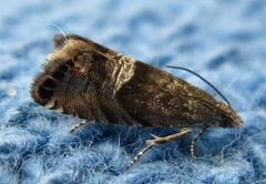 Sereda tautana