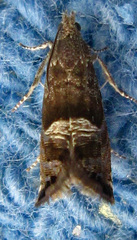Sereda tautana