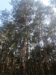 Pinus sylvestris