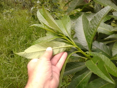 Solanum oblongifolium