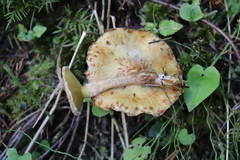 Suillus sibiricus