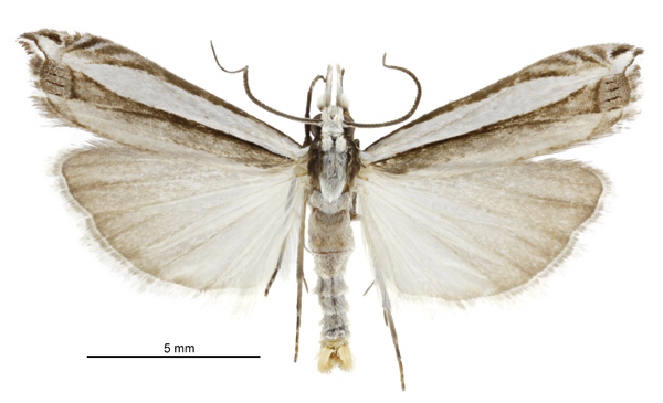 Angustalius malacelloides