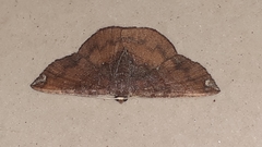 Lepidoptera