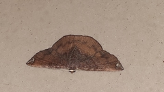 Lepidoptera