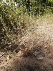 Artemisia campestris