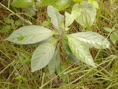 Solanum cornifolium
