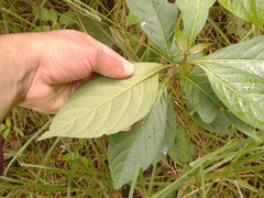 Solanum cornifolium