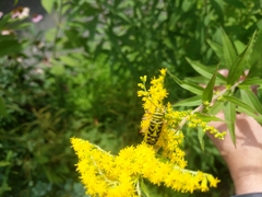 Megacyllene robiniae