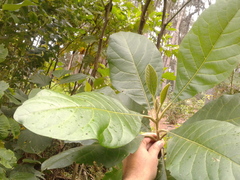 Aegiphila bogotensis