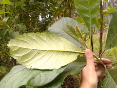 Aegiphila bogotensis