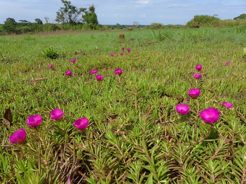 moss rose