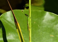 Stenacris vitreipennis