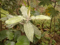 Ageratina asclepiadea