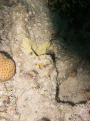 Chromodoris quadricolor